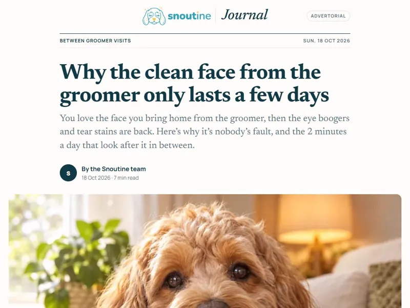 A Snoutine advertorial draft: Why the clean face from the groomer only lasts a few days